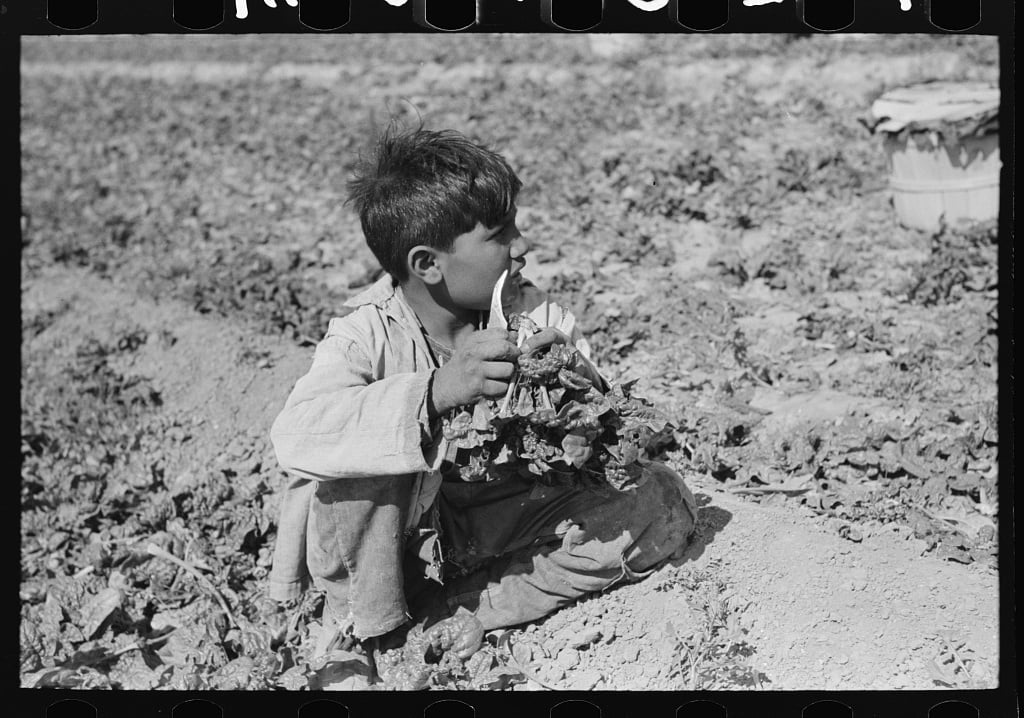Image shows a young boy cutting spinach in a field in Texas