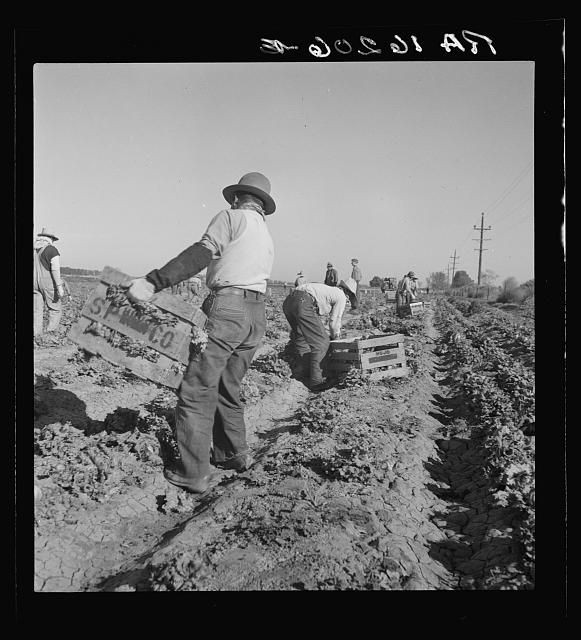 Image shows men working in the field cutting and loading lettuce