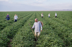 Health Law Adds New Expense For Farmers: Insurance For Field Workers