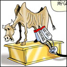 Political Cartoons